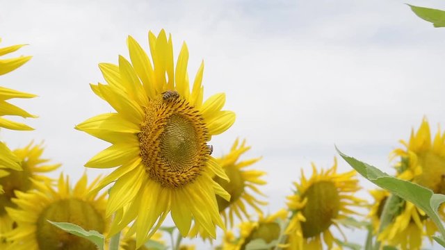  Blooming Sunflower Dancing With Wind.Flowering sunflowers on a background cloudy sky.     