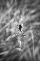 spider in the center of the web, black and white toning, motion effect
