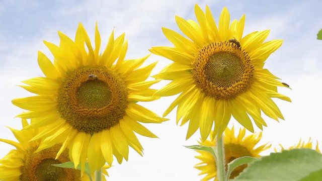  Blooming Sunflower Dancing With Wind.Flowering sunflowers  on a background cloudy sky.     