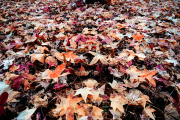 autumn dry  leaves - background