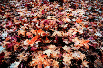 autumn dry  leaves - background