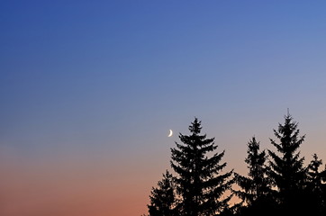 night landscape, silhouettes of fir trees, crescent moon