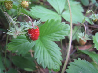 The Secret Life of Insects