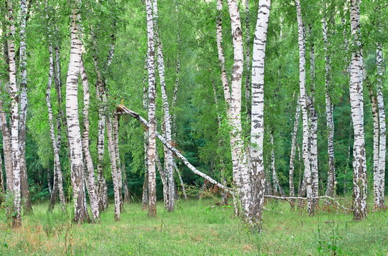 Broken trees by a strong wind in the birch grove