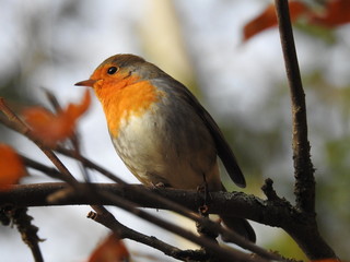 beautiful robin