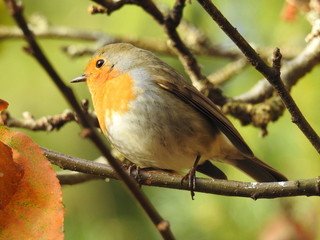 Obraz premium beautiful robin