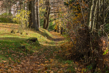 Bright green forest natural walkway in sunny day light. Sunshine forest trees. Sun through vivid green forest. Peaceful forest