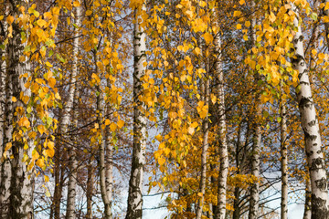 Fototapeta premium beautiful slender birch trees