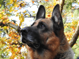 Portrait of a German shepherd