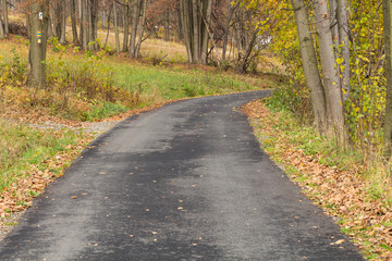Forest road going through pine forest