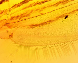 Anopheles mosquito (Anopheles sp.) wing - permanent slide plate under high magnification