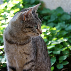 Naklejka na ściany i meble Tabby cat sitting in a garden. Selective focus.