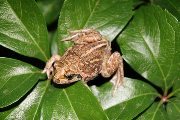 Common spadefoot (Pelobates vespertinus Pallas, 1771) on the leaves of virginia creeper (Parthenocissus quinquefolia var. murorum) in the night summer garden