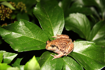 Common spadefoot (Pelobates vespertinus Pallas, 1771) on the leaves of virginia creeper (Parthenocissus quinquefolia var. murorum) in the night summer garden