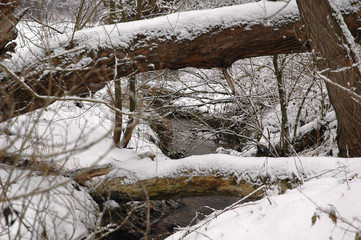 Fototapeta na wymiar Wald Bach im Winter