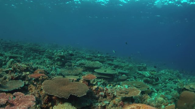 Colorful coral reef with healthy hard corals and plenty fish. 4k footage