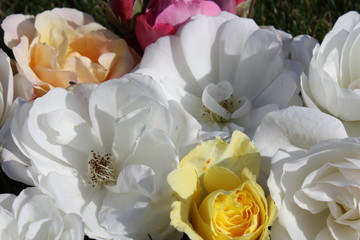 Rose blossoms