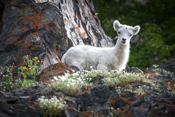 Baby Dall Sheep