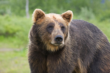 Fototapeta na wymiar Alaska Grizzly Bear
