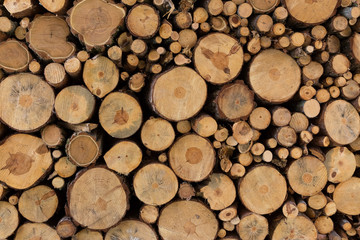 cut logs