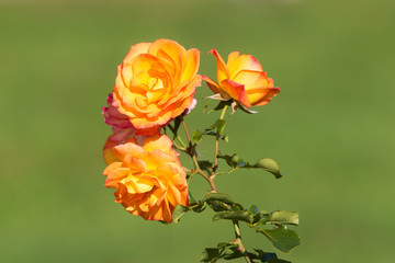 beautiful rose close up