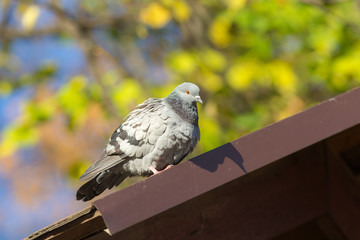 portrait of pigeon