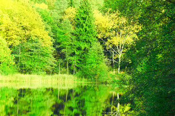 Fototapeta premium the forest at the pond