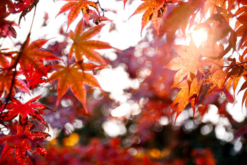 autumn dry  leaves - background