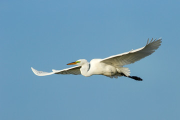 Fototapeta na wymiar Great Egret (Ardea alba) in flight