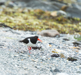  oystercatcher marsh bird fisher of fish and shellfish nesting colony on the island of Runde nature...