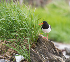  oystercatcher marsh bird fisher of fish and shellfish nesting colony on the island of Runde nature reserve for seabirds Norway 