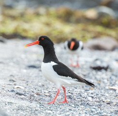  oystercatcher marsh bird fisher of fish and shellfish nesting colony on the island of Runde nature...