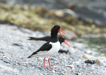  oystercatcher marsh bird fisher of fish and shellfish nesting colony on the island of Runde nature...
