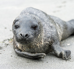 young seal on the sandy coast