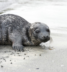 Fototapeta premium young seal on the sandy coast