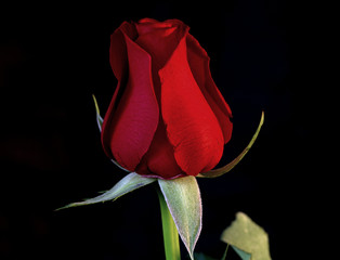 Amiga mía... 240_F_125844372_8dEr65uJ6BoIAu9SgcpFu8pJy3eHykhx