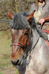 Obraz premium Cropped image of woman in armor on purebred horse