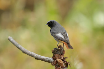 Горихвостка-чернушка.