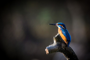 The Kingfisher enjoy sunlight and catching fish