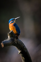 The Kingfisher enjoy sunlight and catching fish