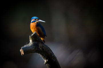 The Kingfisher enjoy sunlight and catching fish