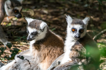 Fototapeta premium Closeup of Lemur / Maki apes in the forrest