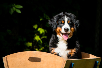 Berner Sennen Welpe im Bollerwagen