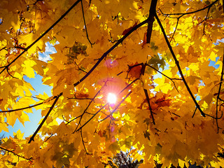 Gold yellow maple leaves in autumn