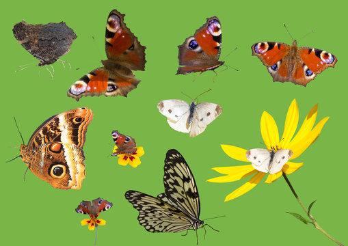 Collection of butterflies isolated (photography, natural conditions).