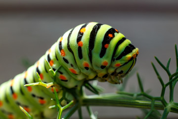 caterpillar portrait
