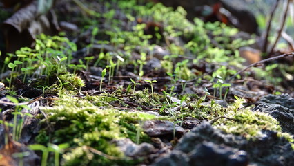 Growing Plants 