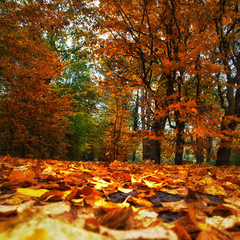Herbst mit seinen Farben