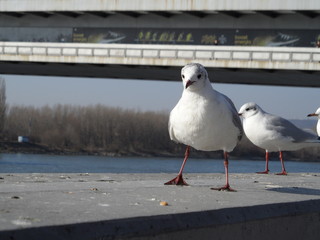 seagull