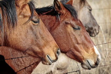 Three horses from Southern Arizona close up